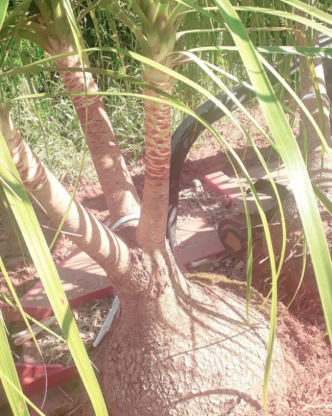 Imagem Phoenix, Nolina(pata de elefante) e Podocarpo Imagem Phoenix, Nolina(pata de elefante) e Podocarpo