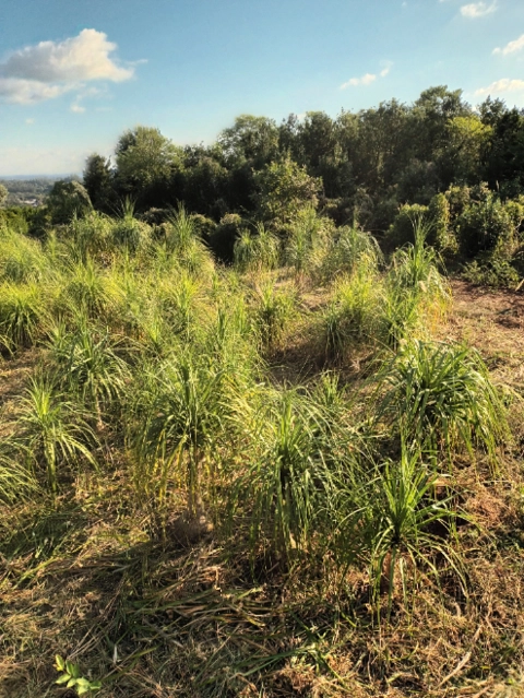 Imagem Phoenix, Nolina(pata de elefante) e Podocarpo Imagem Phoenix, Nolina(pata de elefante) e Podocarpo