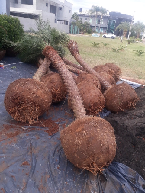 Imagem Phoenix, Nolina(pata de elefante) e Podocarpo Imagem Phoenix, Nolina(pata de elefante) e Podocarpo