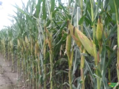 Imagem Semente de Milho Transgênico Imagem Semente de Milho Transgênico