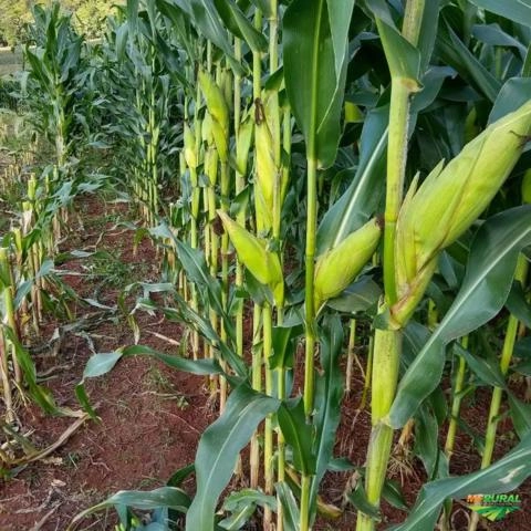 Imagem Semente de Milho Transgênico Imagem Semente de Milho Transgênico