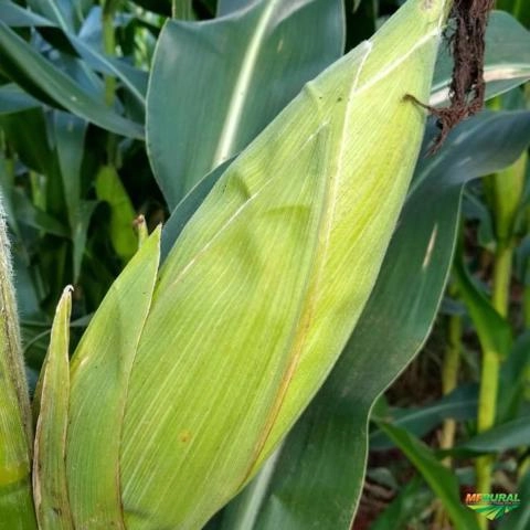 Imagem Semente de Milho Transgênico Imagem Semente de Milho Transgênico