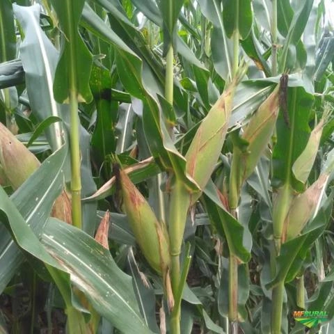 Imagem Semente de Milho Transgênico Imagem Semente de Milho Transgênico