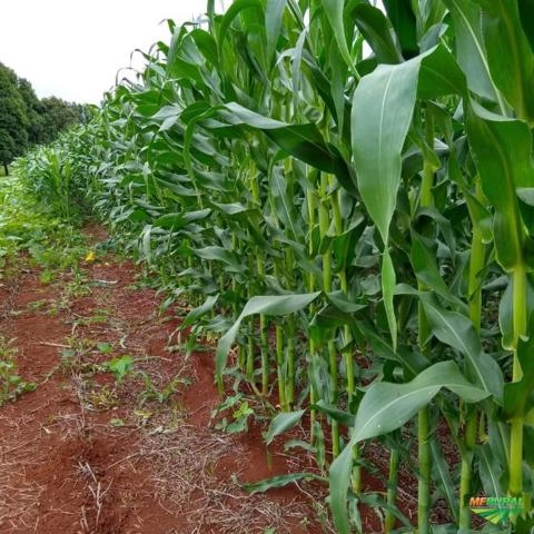 Imagem Semente de Milho Transgênico Imagem Semente de Milho Transgênico