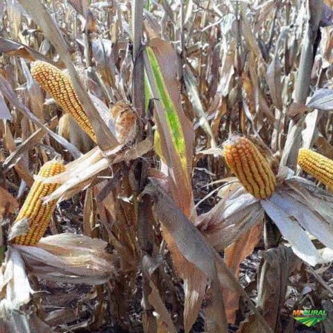 Imagem Semente de Milho Transgênico Imagem Semente de Milho Transgênico