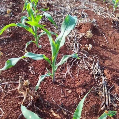 Imagem Semente de Milho Transgênico Imagem Semente de Milho Transgênico