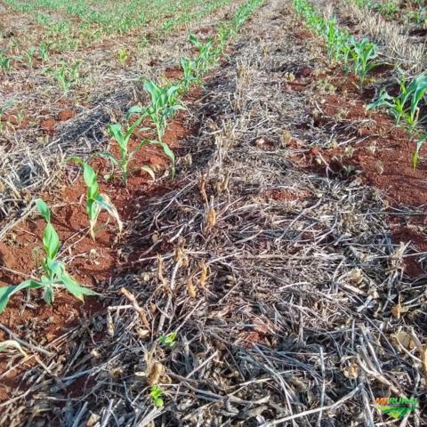 Imagem Semente de Milho Transgênico Imagem Semente de Milho Transgênico