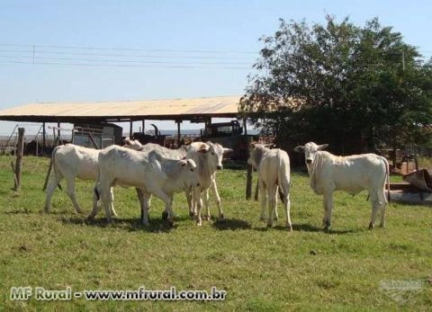 Bezerros Nelores e Cruzamento industrial Imagem Bezerros Nelores e Cruzamento industrial