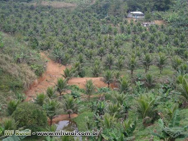 SÍTIO COM PRODUÇÃO DE BANANA, COCO VERDE E SECO