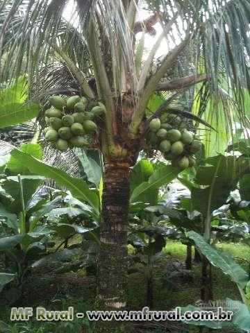 SÍTIO COM PRODUÇÃO DE BANANA, COCO VERDE E SECO