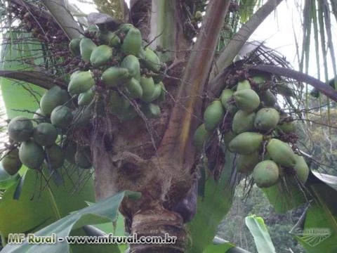 SÍTIO COM PRODUÇÃO DE BANANA, COCO VERDE E SECO