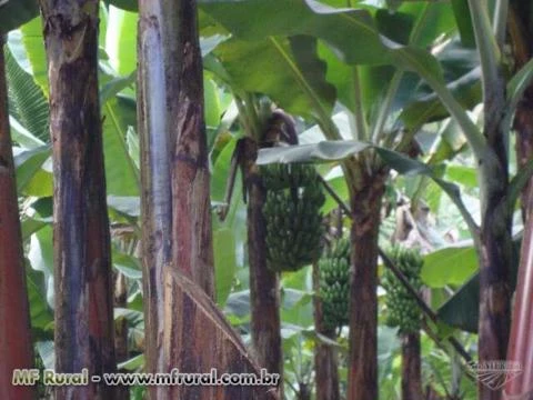 SÍTIO COM PRODUÇÃO DE BANANA, COCO VERDE E SECO