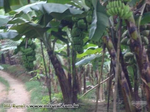 SÍTIO COM PRODUÇÃO DE BANANA, COCO VERDE E SECO