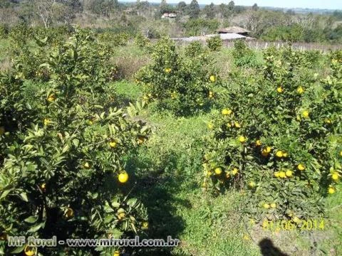 Oportunidade Única- Fábrica de bebidas com fazenda de 30ha completa