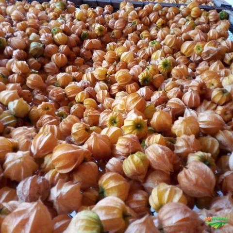 Physalis Direta do Produtor Imagem Physalis Direta do Produtor