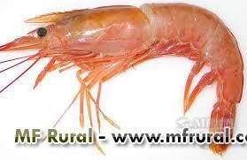 COMPRO CAMARÃO Imagem COMPRO CAMARÃO