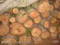 Madeira Cedro Australiano torete/prancha 18m³ 15 anos