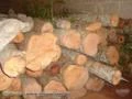 Madeira Cedro Australiano torete/prancha 18m³ 15 anos