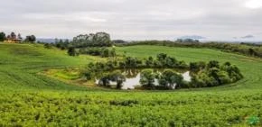 Fazenda de Soja com 33 Alqueires por R$ 7.000.000