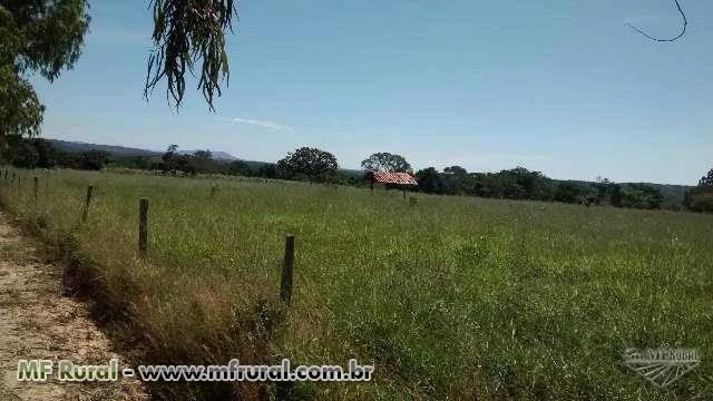 FAZENDA BOA PARA PLANTAR CRIAR E PRODUZIR TODA FORMADA