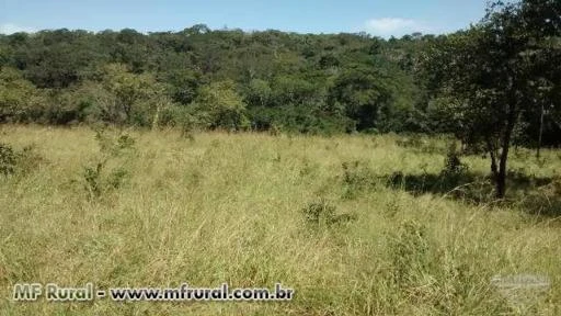 FAZENDA BOA PARA PLANTAR CRIAR E PRODUZIR TODA FORMADA