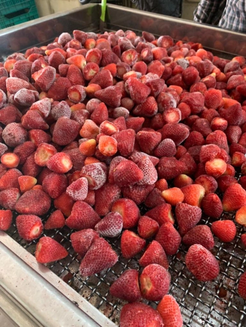 Morangos Congelados Direto do Produtor Imagem Morangos Congelados Direto do Produtor