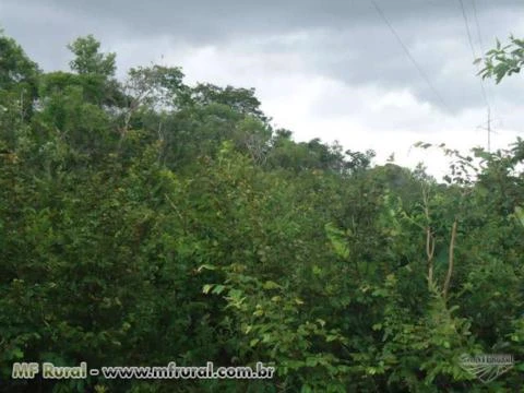 Exelente terreno para diversos segmentos agropecuários no sul do Tocantins