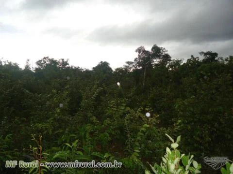 Exelente terreno para diversos segmentos agropecuários no sul do Tocantins