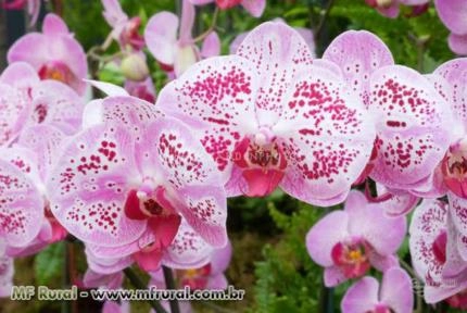 MUDAS DE ORQUÍDEAS PHALAENOPSIS Imagem MUDAS DE ORQUÍDEAS PHALAENOPSIS