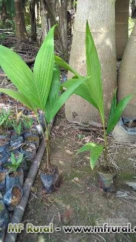 Mudas de Palmeiras Imagem Mudas de Palmeiras