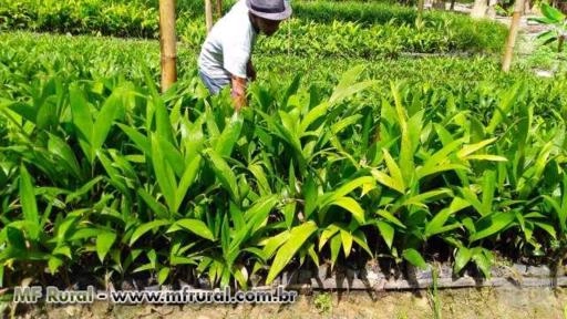 Imagem Mudas de Palmeiras Imagem Mudas de Palmeiras