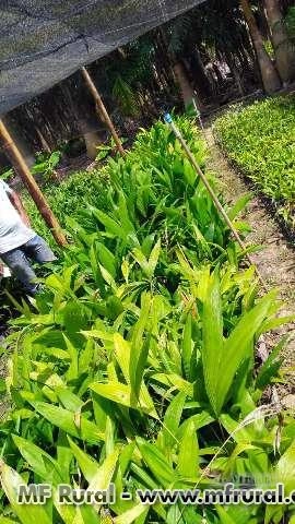 Imagem Mudas de Palmeiras Imagem Mudas de Palmeiras