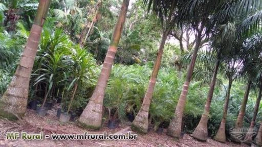 Imagem Mudas de Palmeiras Imagem Mudas de Palmeiras