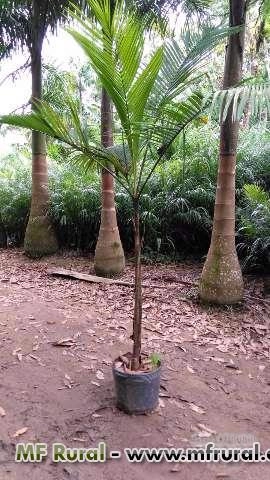 Imagem Mudas de Palmeiras Imagem Mudas de Palmeiras