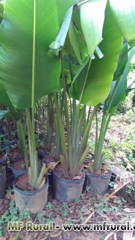 Imagem Mudas de Palmeiras Imagem Mudas de Palmeiras