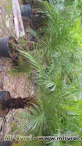 Imagem Mudas de Palmeiras Imagem Mudas de Palmeiras
