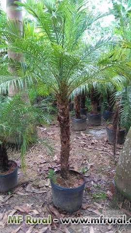 Imagem Mudas de Palmeiras Imagem Mudas de Palmeiras