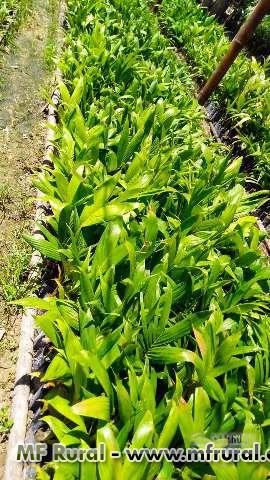 Imagem Mudas de Palmeiras Imagem Mudas de Palmeiras