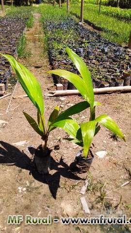 Imagem Mudas de Palmeiras Imagem Mudas de Palmeiras