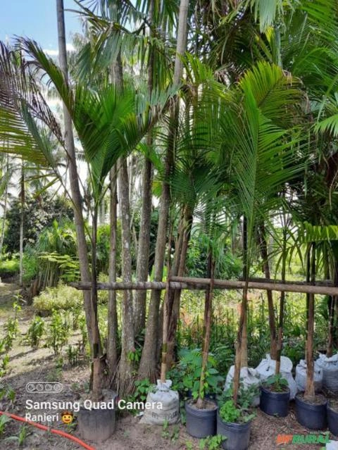 Imagem Mudas de Palmeiras Imagem Mudas de Palmeiras