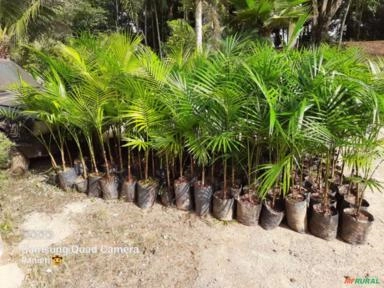 Imagem Mudas de Palmeiras Imagem Mudas de Palmeiras