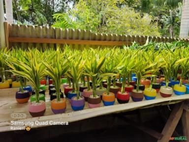 Imagem Mudas de Palmeiras Imagem Mudas de Palmeiras