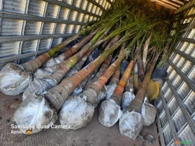 Imagem Mudas de Palmeiras Imagem Mudas de Palmeiras