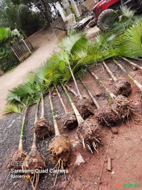 Imagem Mudas de Palmeiras Imagem Mudas de Palmeiras