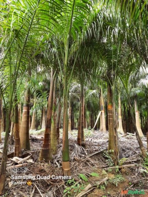 Imagem Mudas de Palmeiras Imagem Mudas de Palmeiras