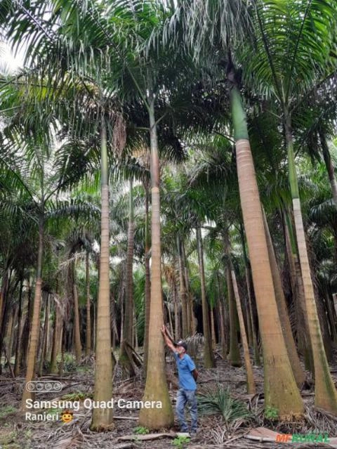 Imagem Mudas de Palmeiras Imagem Mudas de Palmeiras