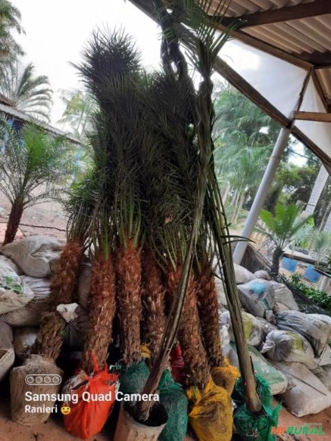 Imagem Mudas de Palmeiras Imagem Mudas de Palmeiras