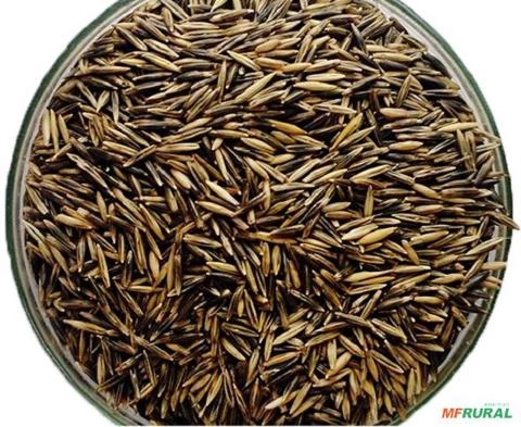 Aveia Preta Imagem Aveia Preta