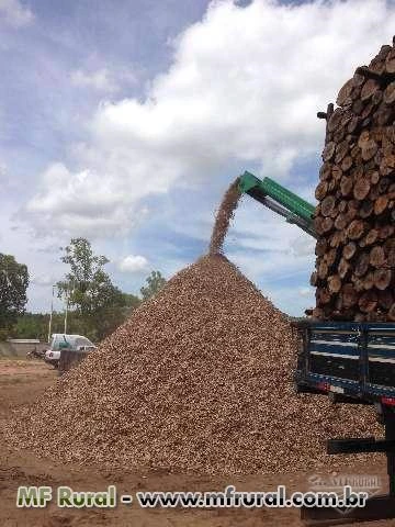 Cavaco de Eucalipto