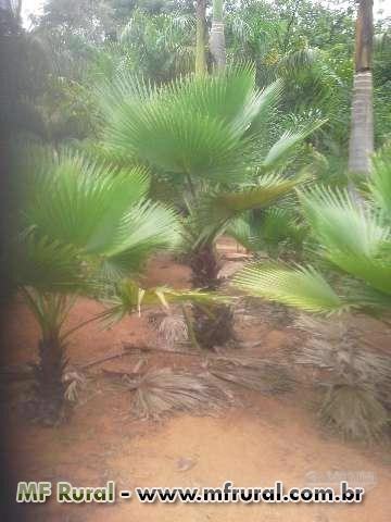 PALMEIRAS ORNAMENTAIS DIRETO DO PRODUTOR Imagem PALMEIRAS ORNAMENTAIS DIRETO DO PRODUTOR